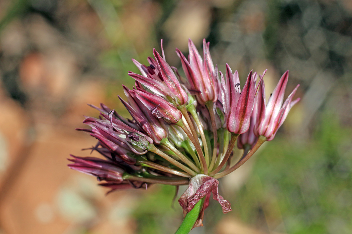 Image of Allium inconspicuum specimen.