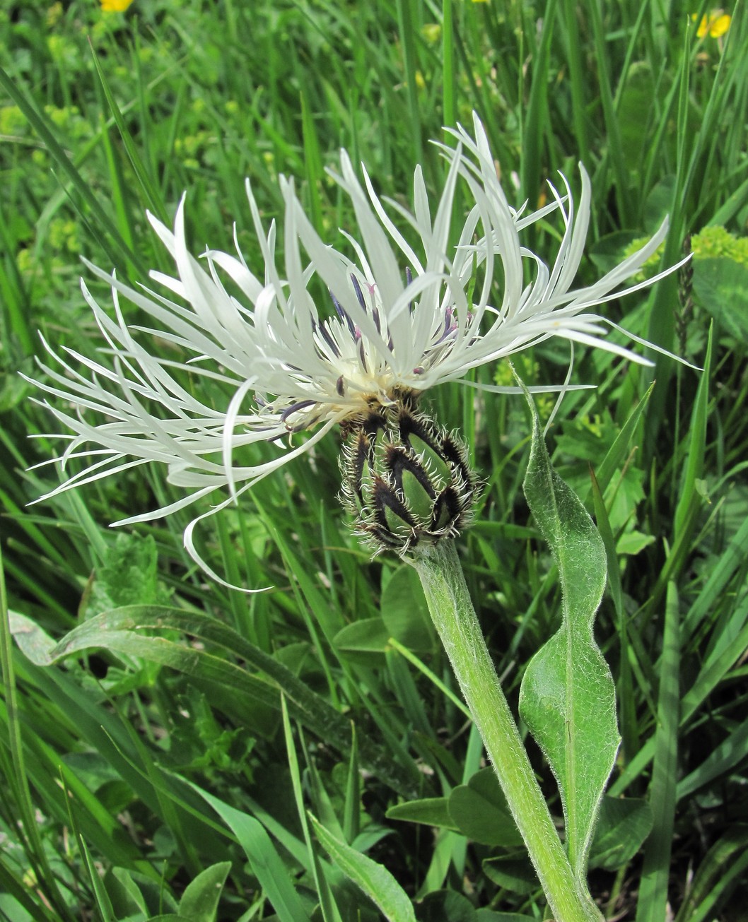 Image of Centaurea cheiranthifolia specimen.