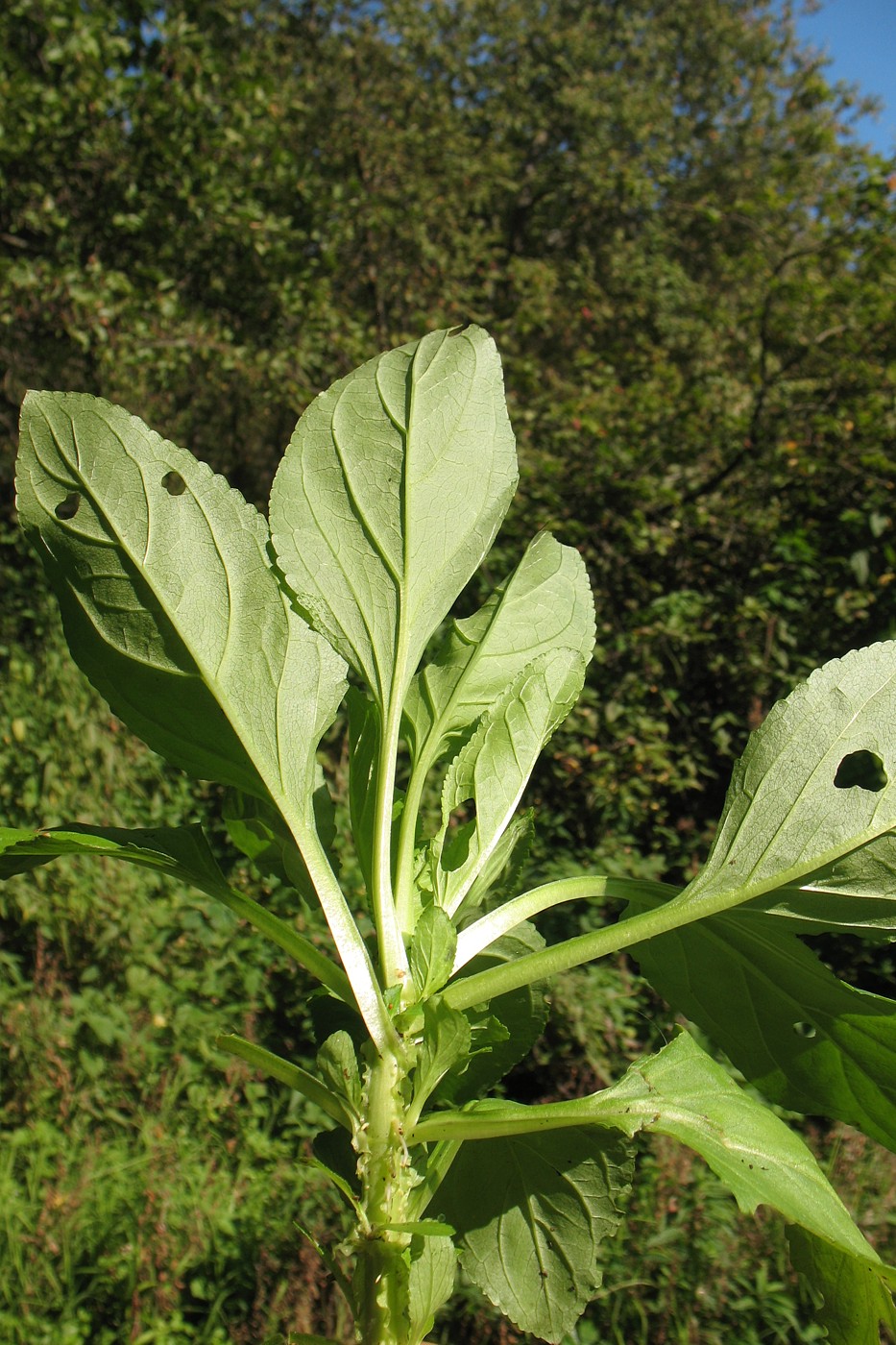 Image of Scrophularia umbrosa specimen.