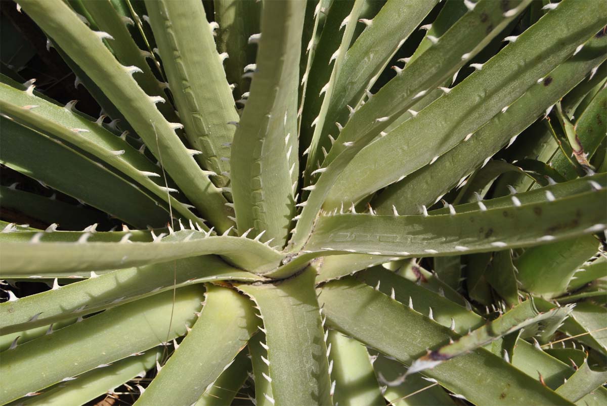 Image of Puya chilensis specimen.