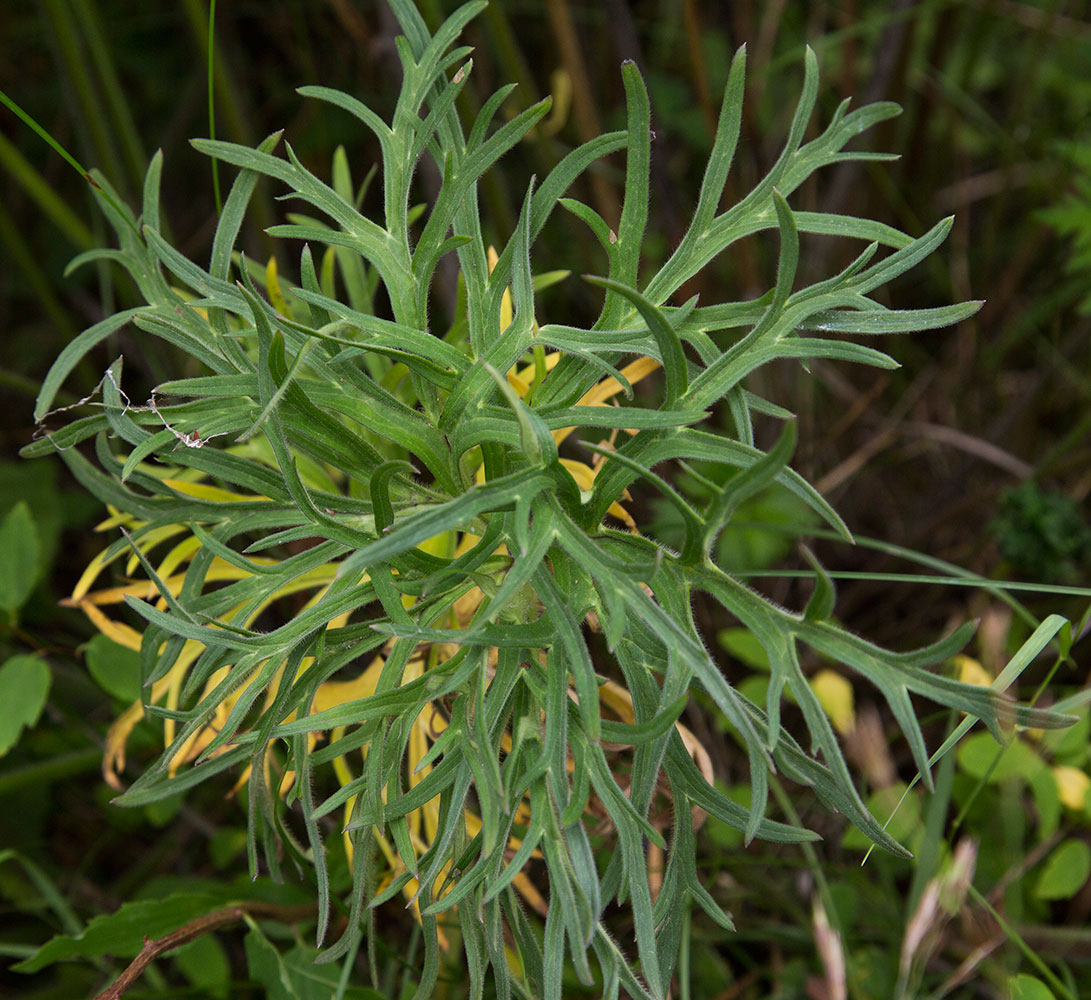 Image of Aconitum barbatum specimen.