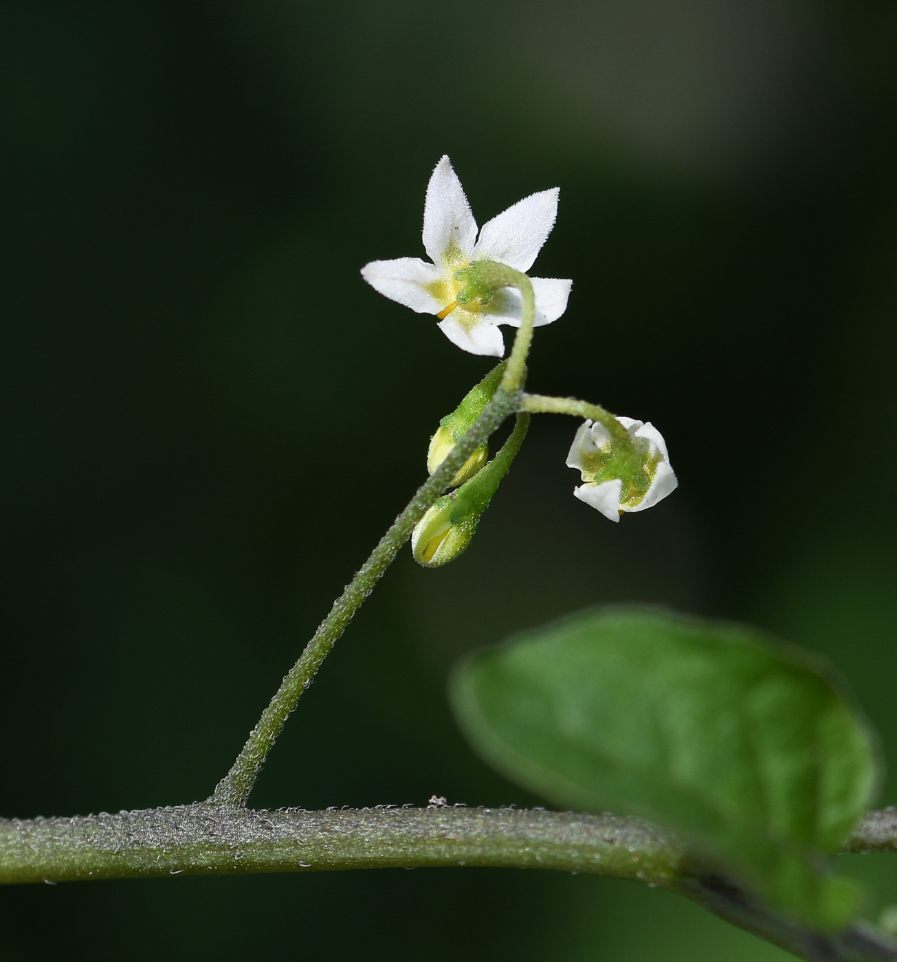 Image of genus Solanum specimen.