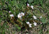 Claytonia joanneana