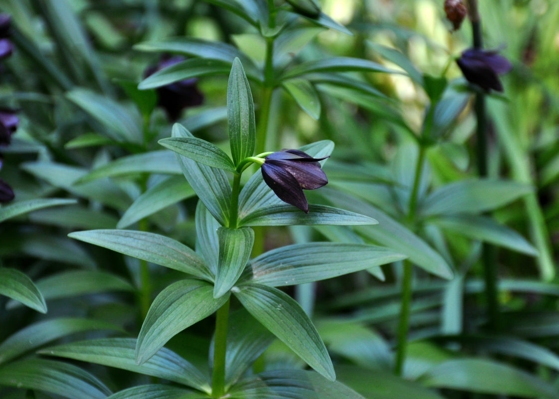 Image of Fritillaria camschatcensis specimen.