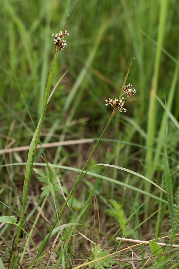 Image of Luzula multiflora specimen.