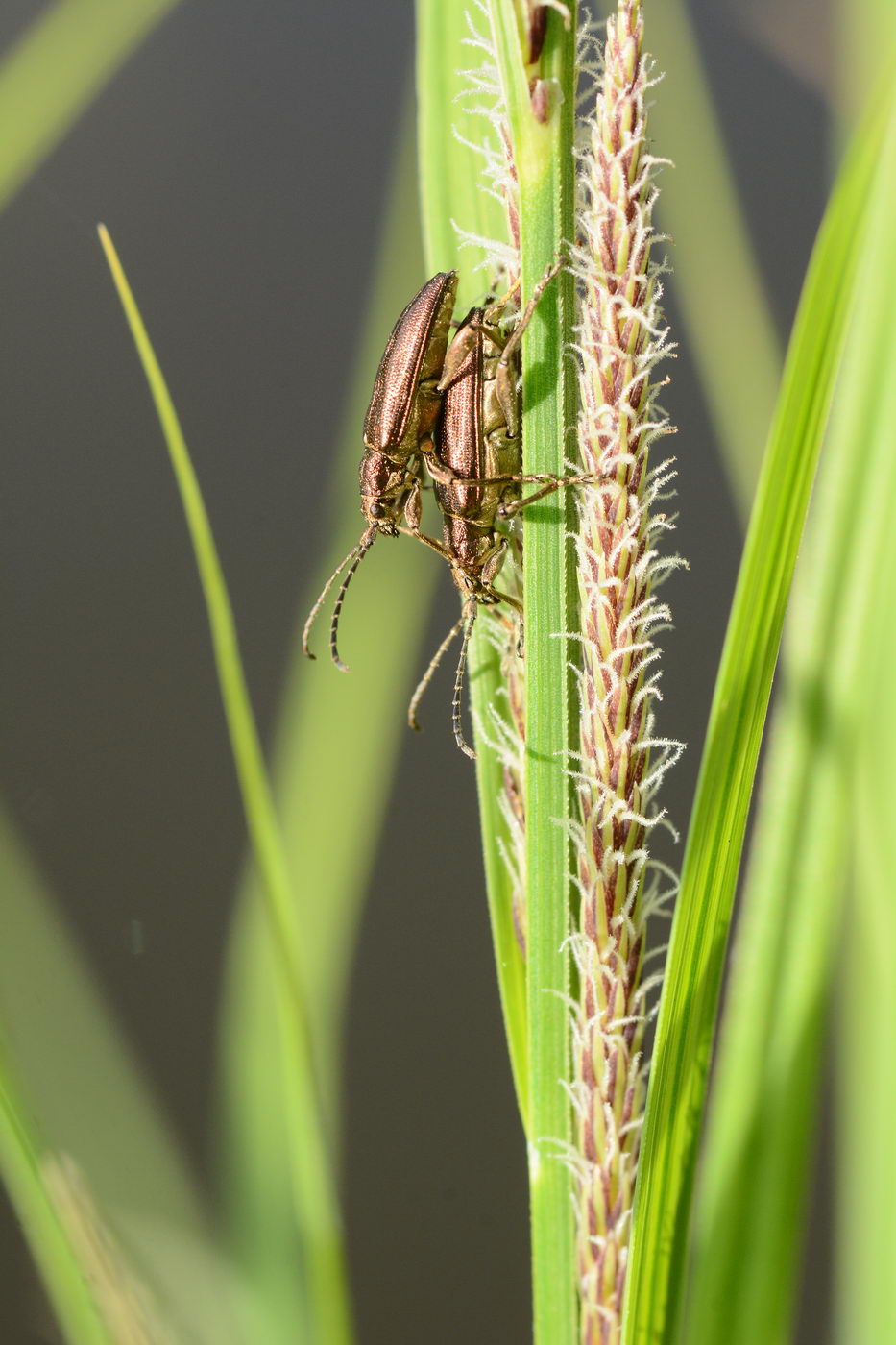 Image of Carex acuta specimen.