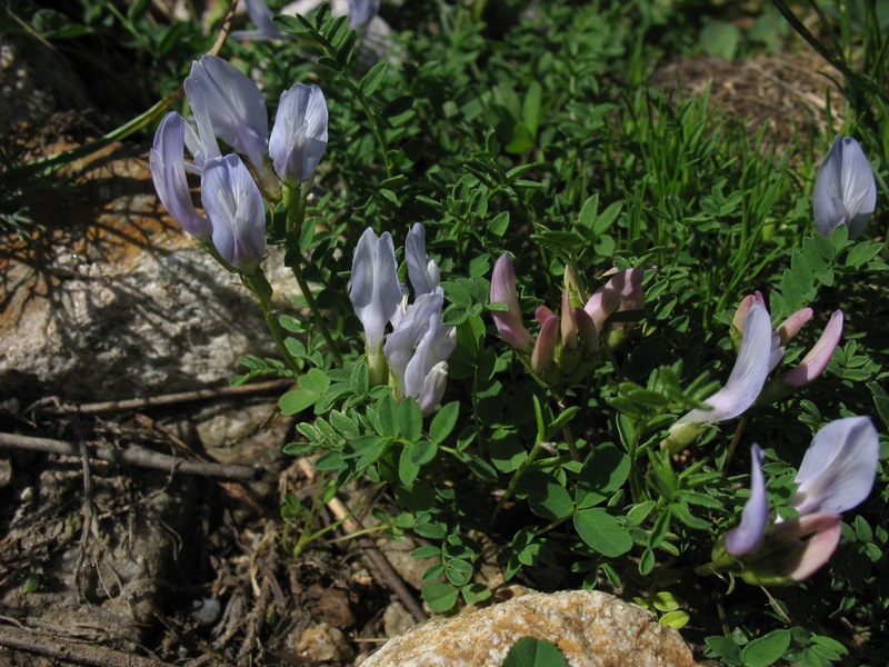 Image of Astragalus levieri specimen.