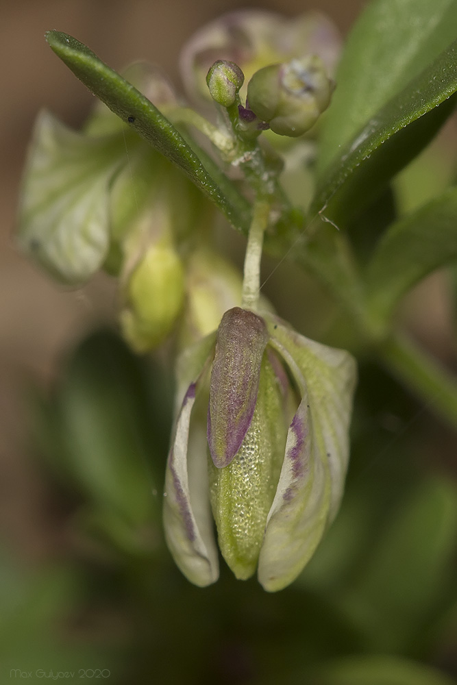 Image of Polygala supina specimen.