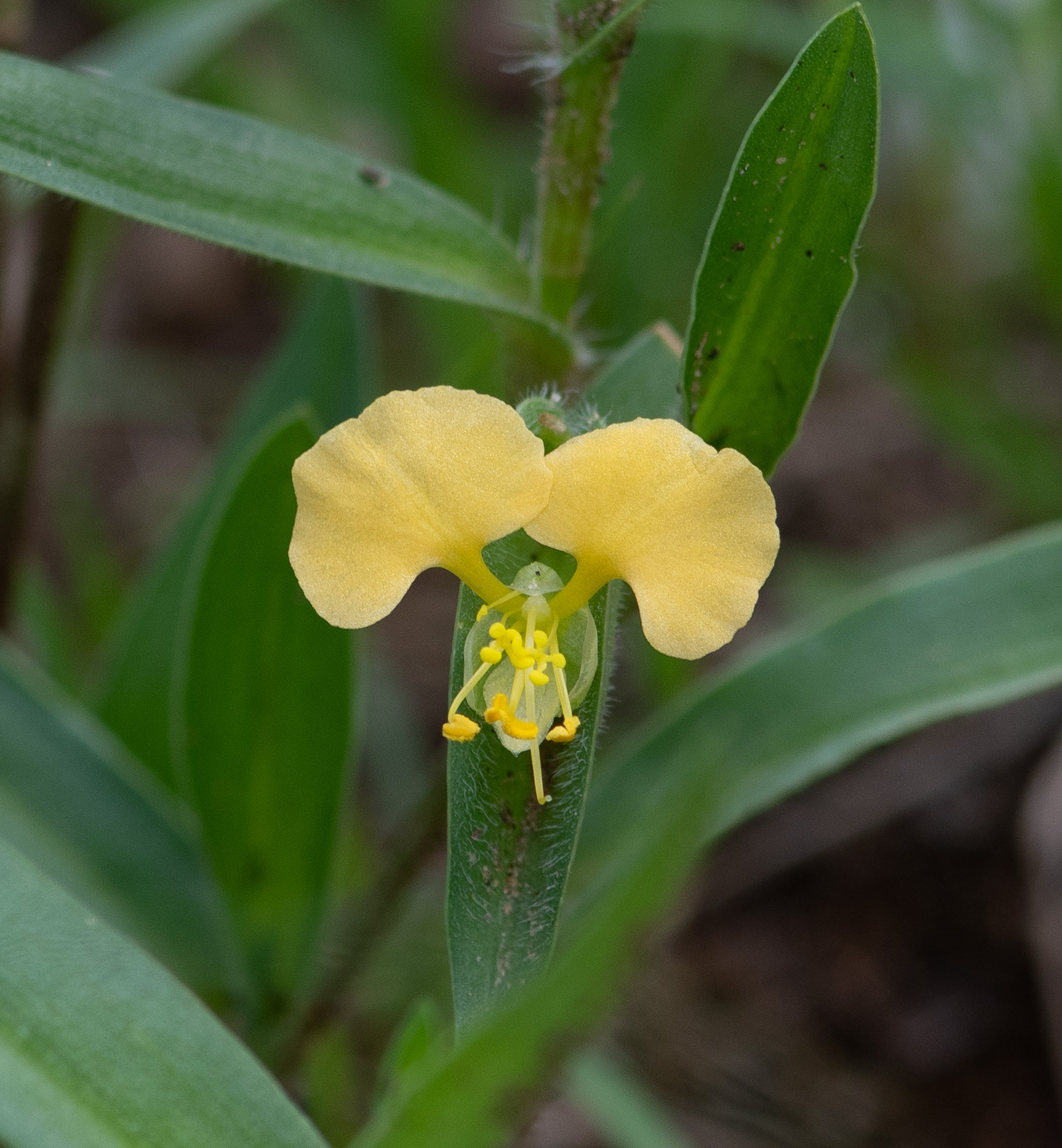 Image of Commelina africana specimen.