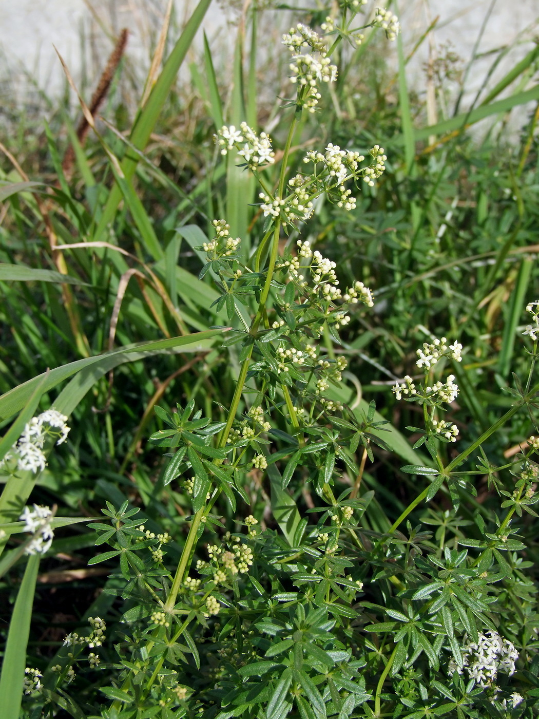 Изображение особи Galium mollugo.