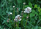 Taraxacum officinale. Верхушки побегов с соплодиями. Московская обл., окр. г. Железнодорожный, опушка смешанного леса. 08.06.2020.