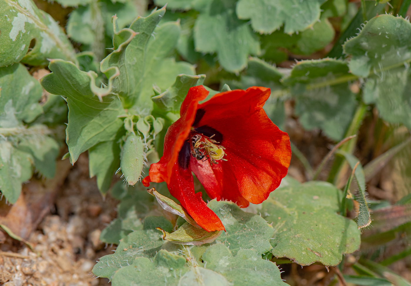 Изображение особи Glaucium elegans.