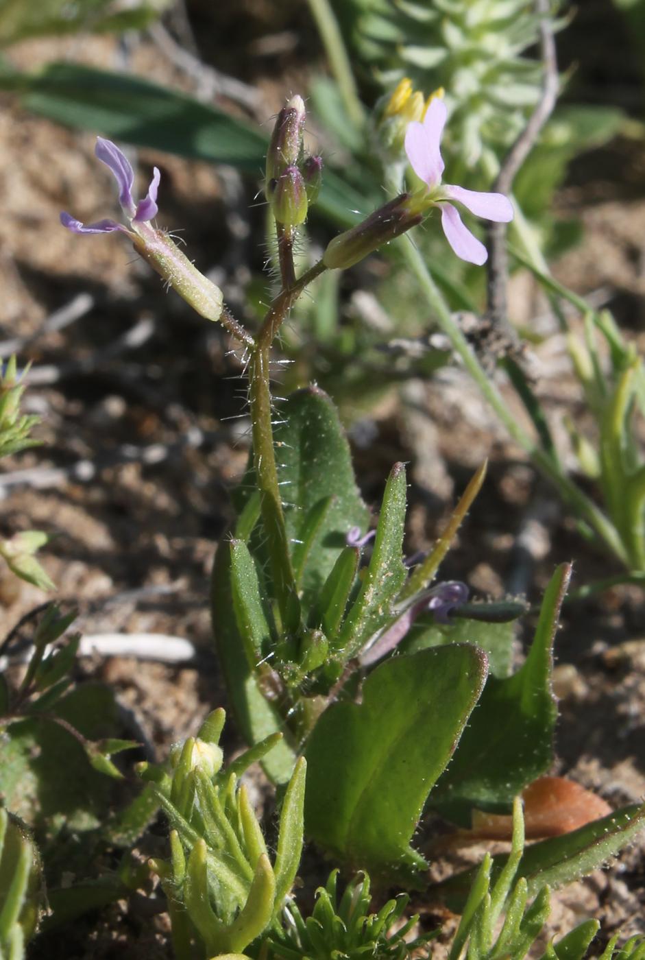 Image of genus Strigosella specimen.