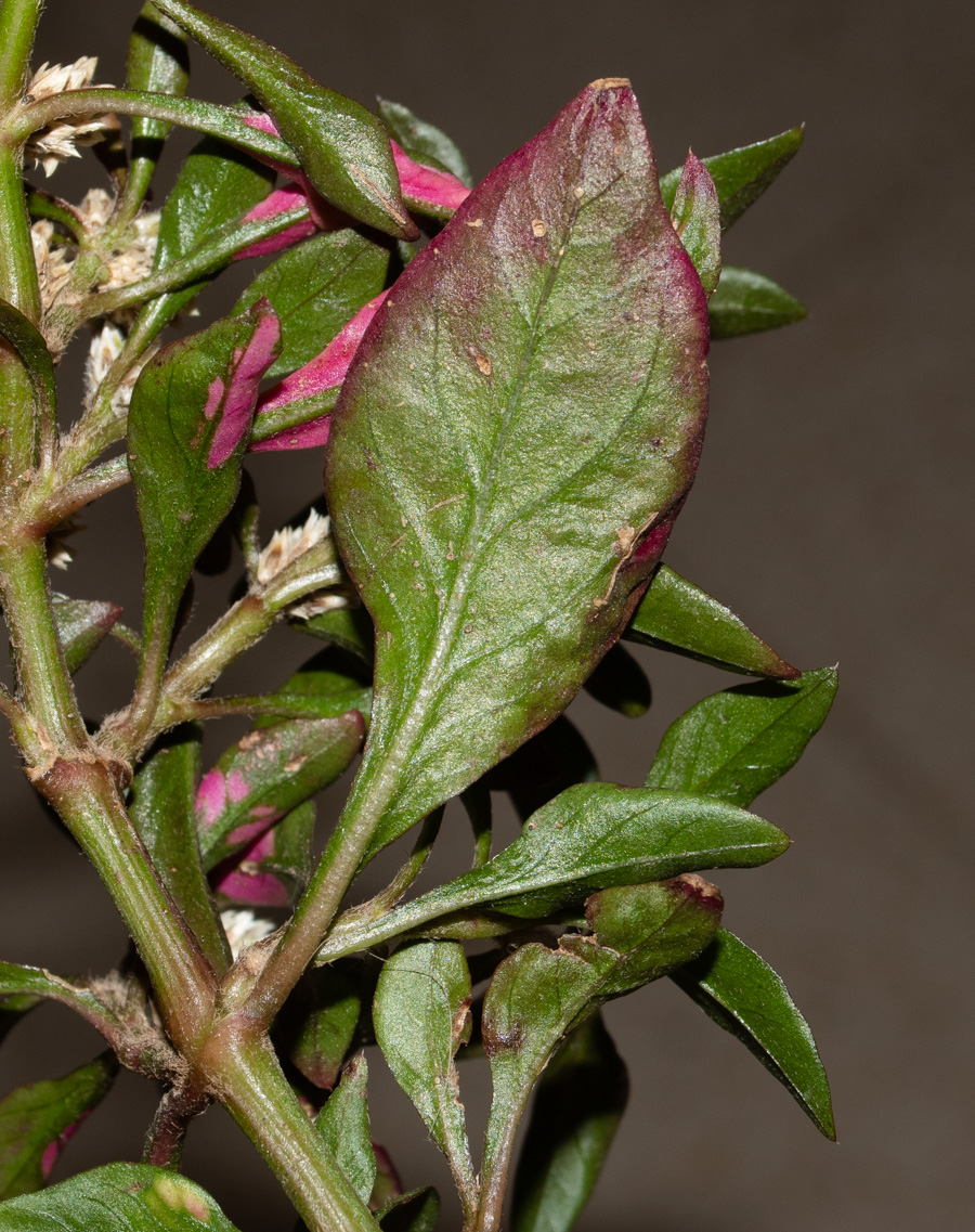 Image of Alternanthera ficoidea specimen.