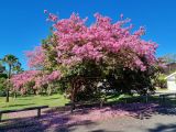 View full-size image Tabebuia impetiginosa
