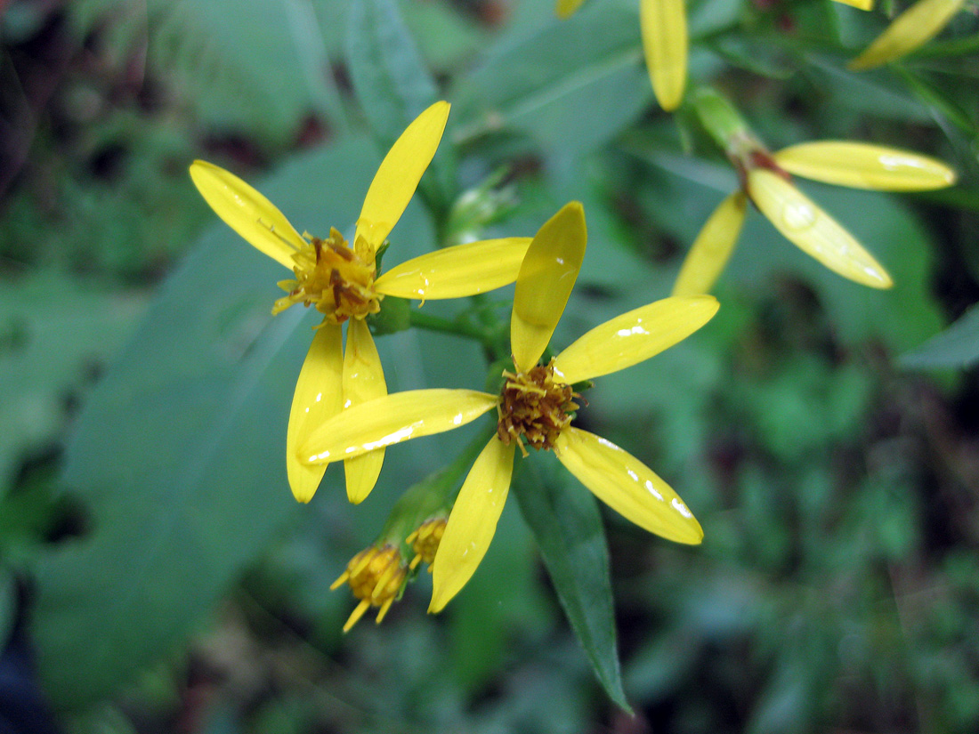 Изображение особи Senecio ovatus.