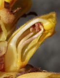 Orobanche alba subspecies xanthostigma. Цветок в разрезе. Дагестан, Лакский р-н, окр. с. Шара, сланцевая осыпь (паразитирует на Salvia beckeri). 22 июня 2021 г.