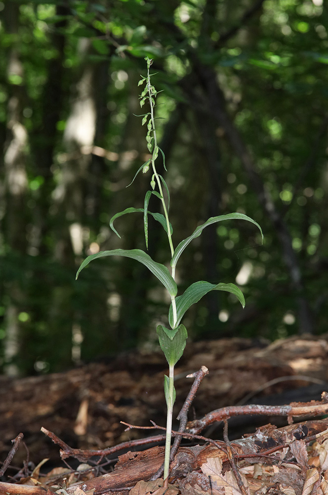 Изображение особи Epipactis muelleri.