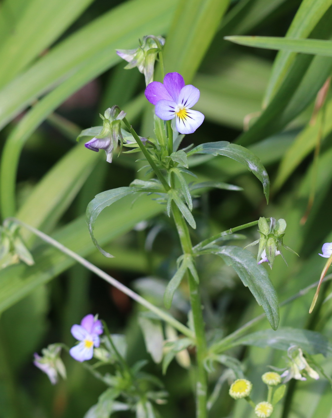 Изображение особи Viola tricolor.