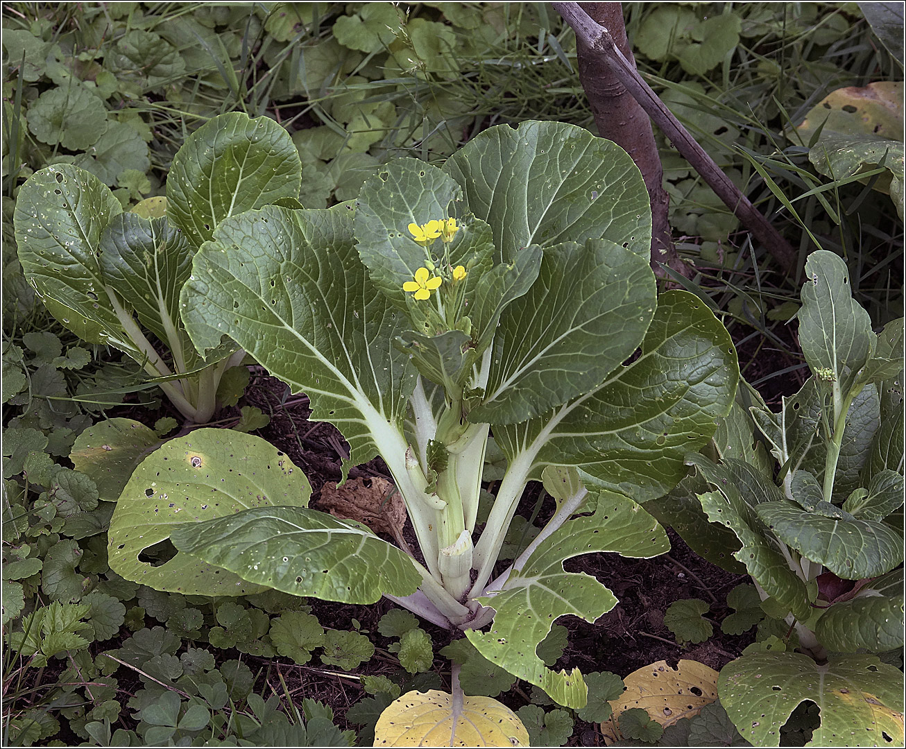 Image of Brassica rapa var. chinensis specimen.