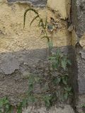 Amaranthus viridis