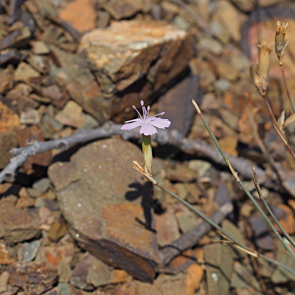 Image of Dianthus humilis specimen.