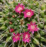 Mammillaria compressa. Верхушка растения с цветками. Израиль, Шарон, г. Тель-Авив, ботанический сад \"Сад кактусов\". 08.04.2019.