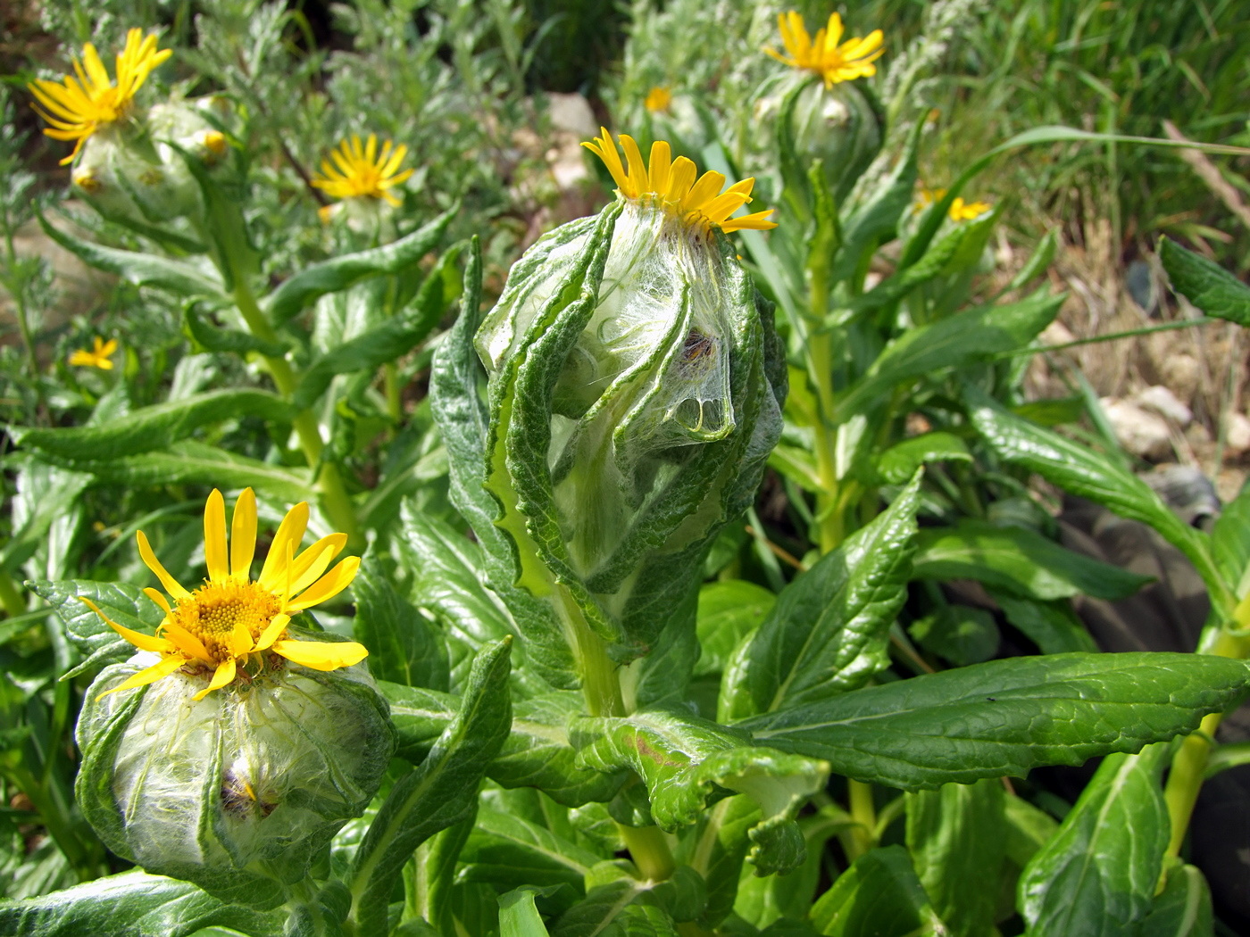 Image of Senecio pseudoarnica specimen.