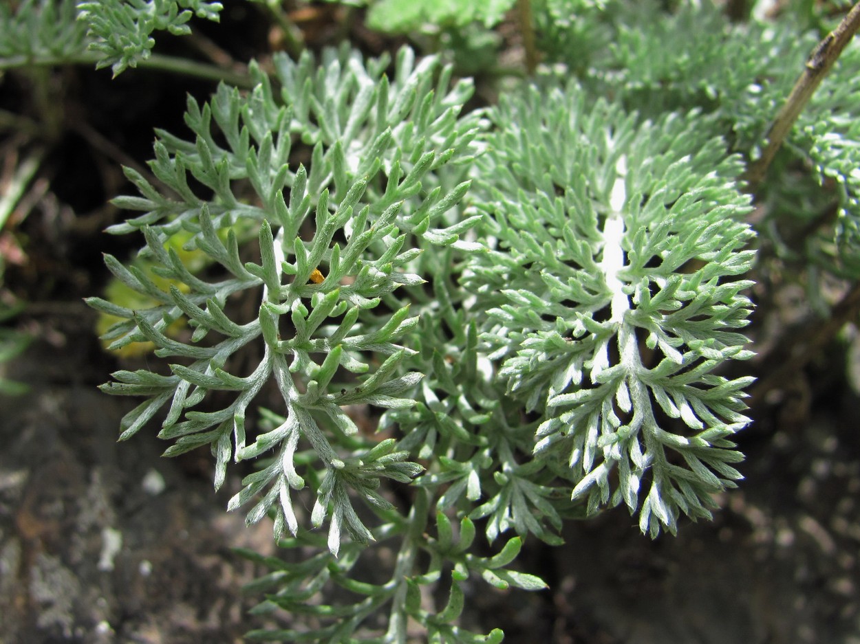 Image of Anthemis marschalliana specimen.