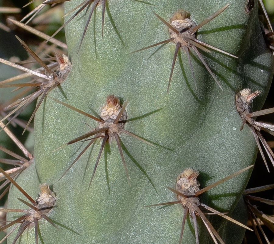 Image of Cylindropuntia cholla specimen.