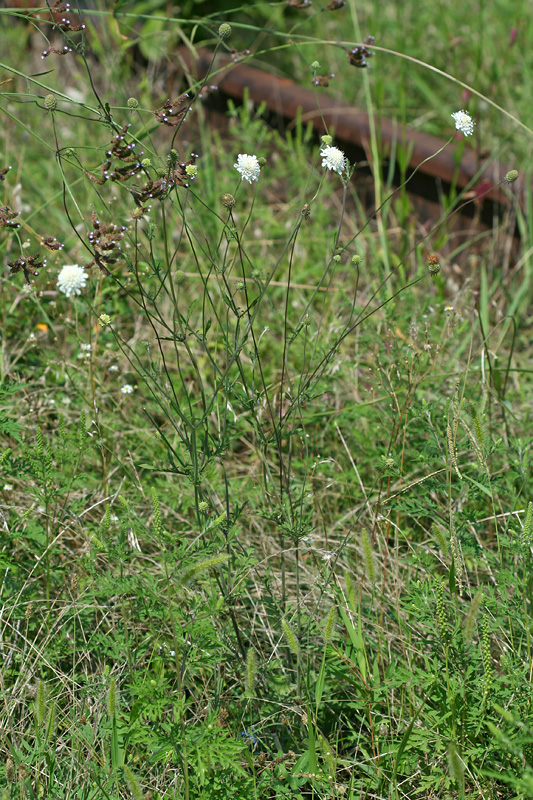 Image of Scabiosa sosnowskyi specimen.