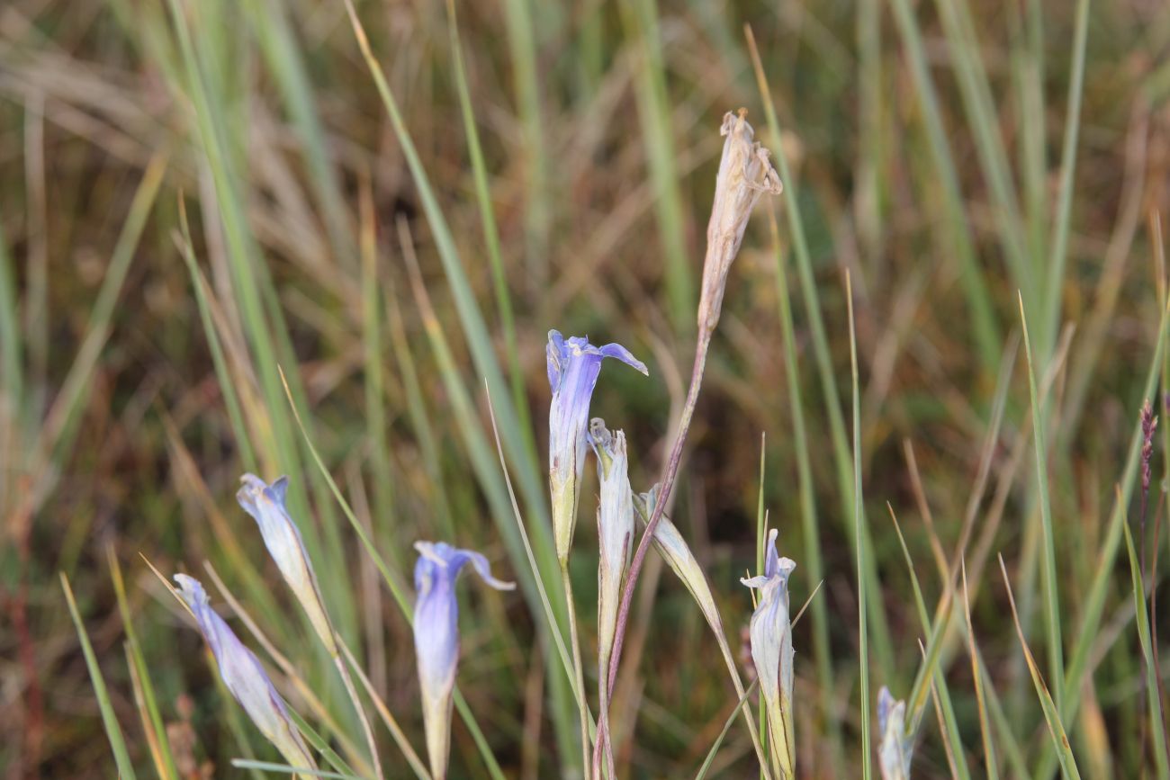 Image of genus Gentiana specimen.