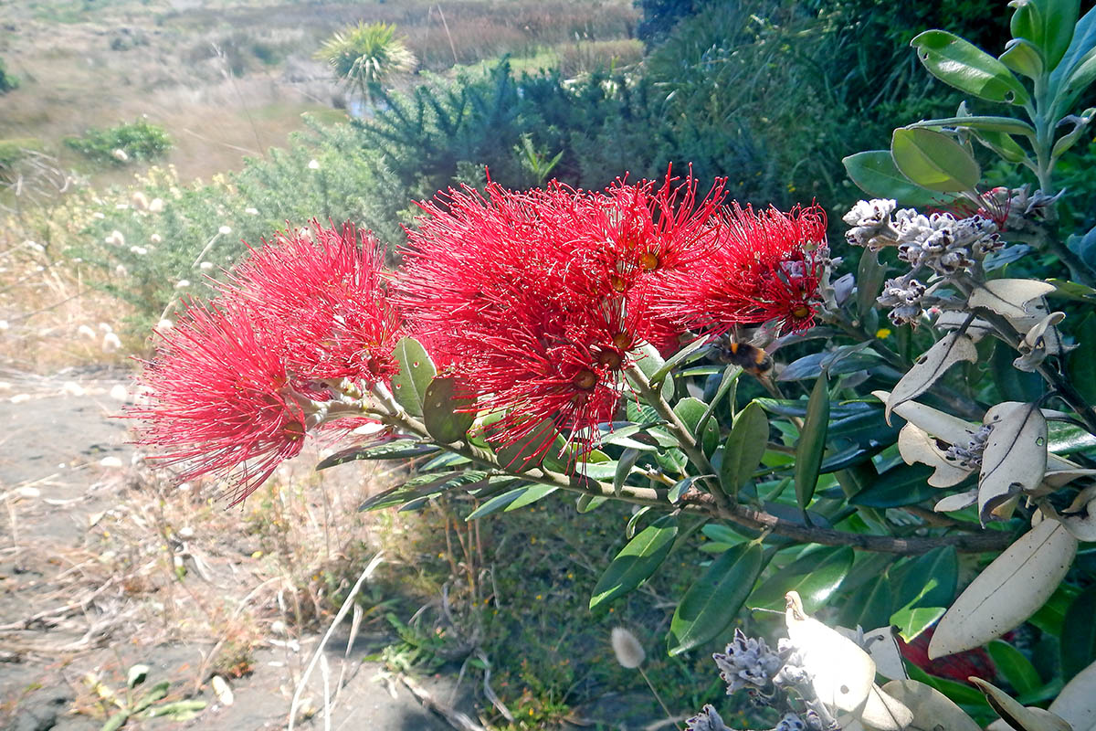 Image of Metrosideros excelsa specimen.