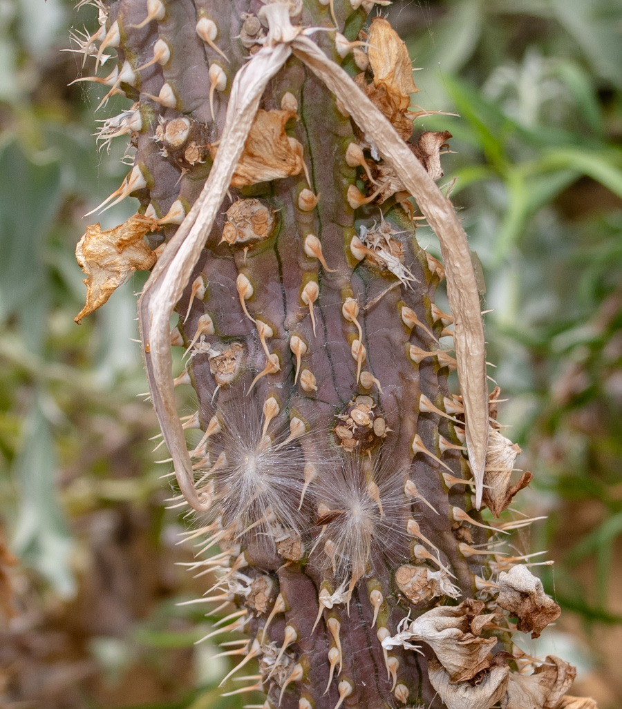 Image of Hoodia gordonii specimen.