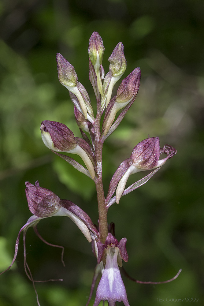 Изображение особи Himantoglossum comperianum.