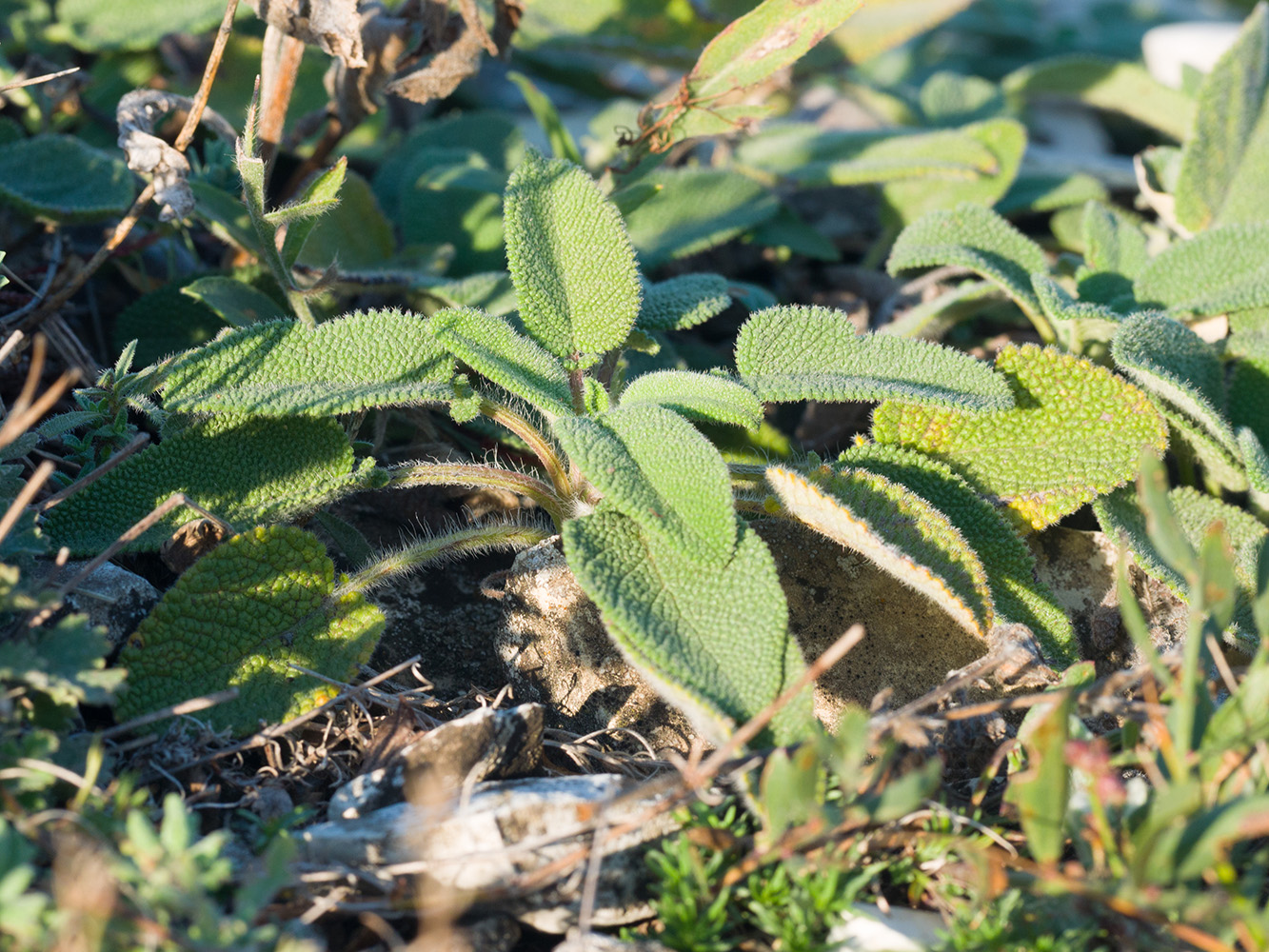 Image of Campanula ruthenica specimen.