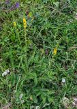 Agrimonia eupatoria. Цветущее растение. Ингушетия, Джейрахский р-н, с. Эгикал, ≈ 1200 м н.у.м., луговой склон. 24.07.2022.
