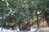 Ficus benghalensis. Плодоносящее растение. Индия, штат Раджастхан, округ Пали, национальный заповедник \"Кombhalgarh\". 09.12.2022.