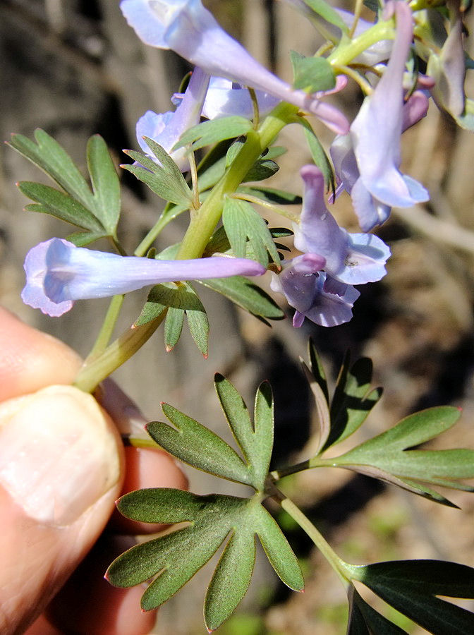 Изображение особи Corydalis turtschaninovii.