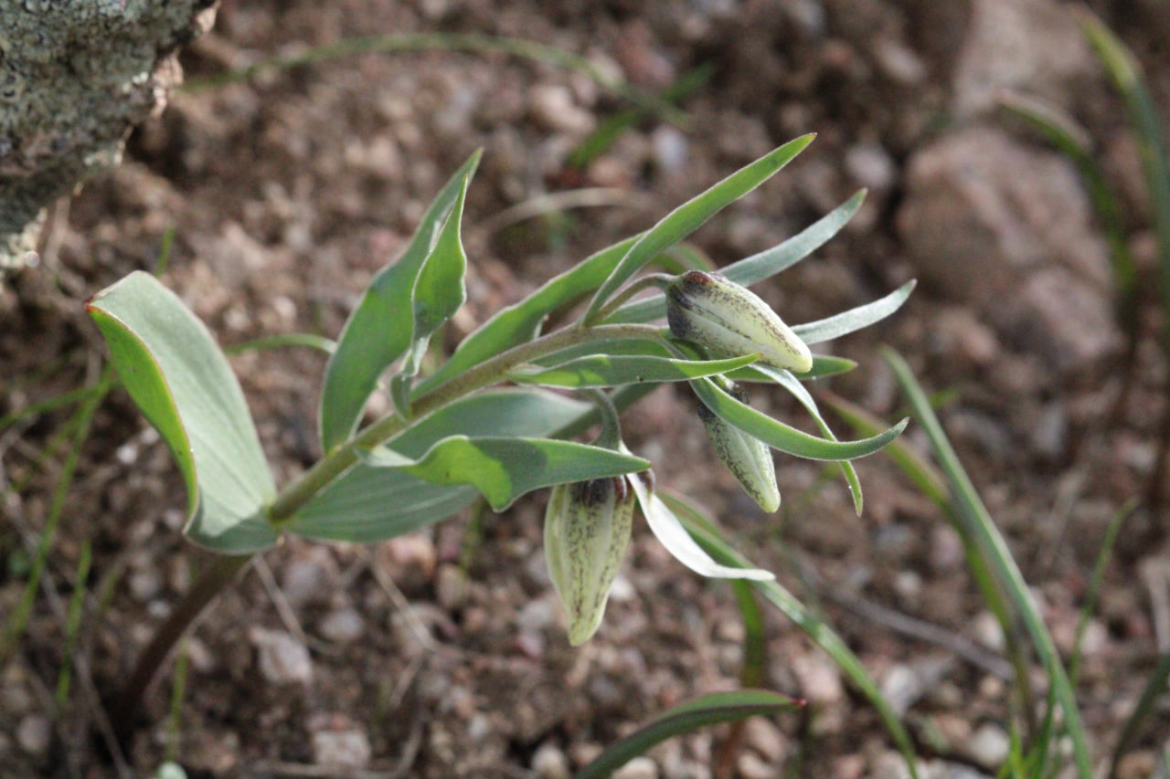 Image of Fritillaria baisunensis specimen.