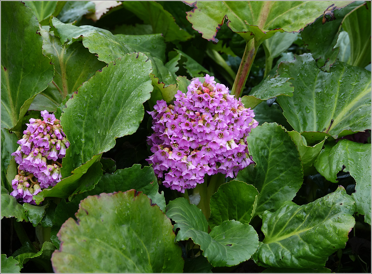 Image of Bergenia crassifolia specimen.