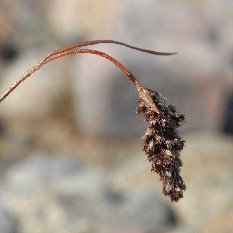 Image of Luzula spicata specimen.