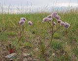 Смотреть изображение Limonium flexuosum