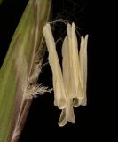 Смотреть изображение Elytrigia repens