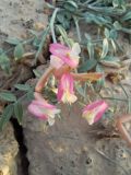 Astragalus erioceras