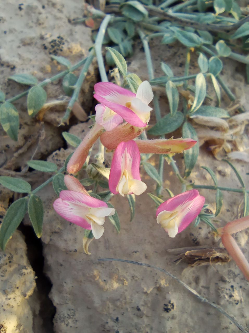 Изображение особи Astragalus erioceras.