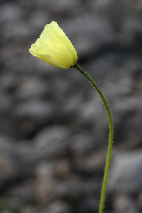 Image of Papaver lapponicum specimen.