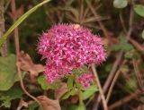 Hylotelephium triphyllum. Соцветие. Московская обл., ГО Подольск, мкр-н Климовск, смешанный лес. 26.09.2023.