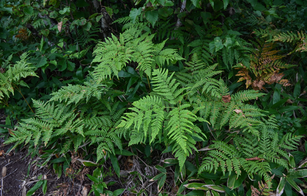 Изображение особи род Pteridium.