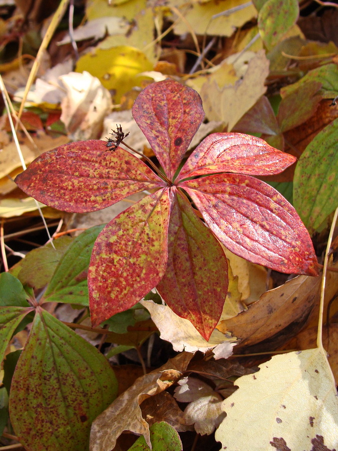 Image of Chamaepericlymenum canadense specimen.